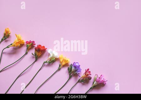 Bunte Freesia Blumen auf einem rosa Hintergrund. Festlich schöner Hintergrund. Flach liegend, Blumenmuster Stockfoto