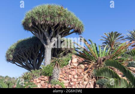Drachenbaum im Happy Valley in Port Elizabeth, Südafrika - Botanischer Name ist Dracena hookeriana Stockfoto