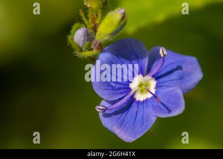 Veronica agrestis blüht im Garten Stockfoto