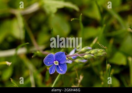 Veronica agrestis blüht im Garten, aus nächster Nähe Stockfoto