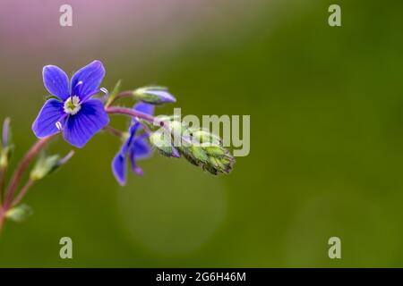 Veronica agrestis blüht im Garten, Nahaufnahme Stockfoto