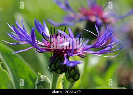 Vollbildaufnahme der Centaurea Montana Cornflower, zeigt das violett-violette des spitzigen Blütenkopfes und die distelartige Spitze des Stiels Stockfoto