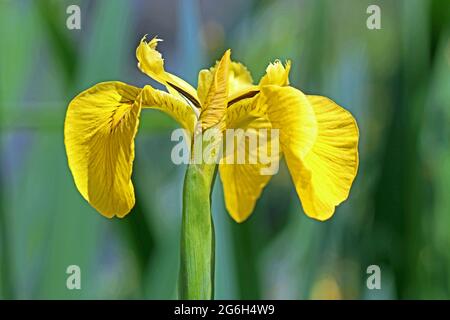 Vollbildaufnahme einer gelben Iris bei strahlendem Sonnenschein. Fotografiert von einem Teich in England im Juni Stockfoto
