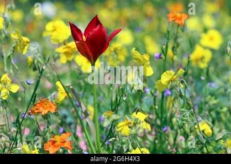 Leuchtend rote Tulipa Sprengeri steht bei strahlendem Sonnenschein zwischen gelbem und orangefarbenem Helianthemum piliferum. Fotografiert in Kew Gardens im Juni. Stockfoto