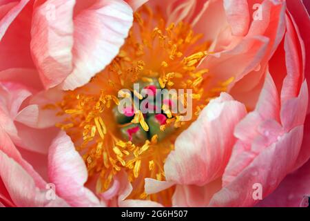 Vollformatbild des Zentrums einer Paeonia (Pfingstrose) „Coral Charm“, umgeben von rosa Blütenblättern. Fotografiert im Juni in einem englischen Garten Stockfoto