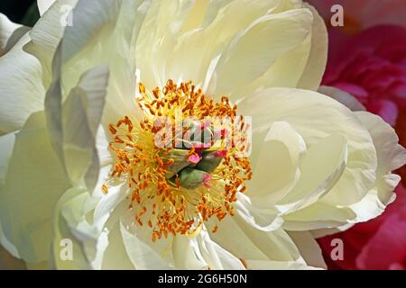 Cremig-weiße Pfingstrose, die sich auf die goldenen Staubgefäße und das rosafarbene Greem Stigma konzentriert. Fotografiert bei strahlendem Sonnenschein in einem englischen Garten im Juni Stockfoto