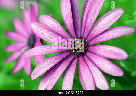 Vollformatbild einer violetten afrikanischen Daisy Osteospermum Jucundum, die die tiefviolette und gelbe Mittelscheibe winziger Blüten (Röschen) zeigt. Juni Stockfoto