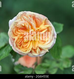 Rose Grace - eine Vielzahl von englischen Rosen, die Blumen haben eine wunderbare Pfirsichfarbe mit Blütenblättern, die um die Ränder aufgehellt werden. Stockfoto