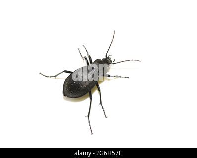 Die große Masse Käfer Carabus hortensis auf weißem Hintergrund Stockfoto