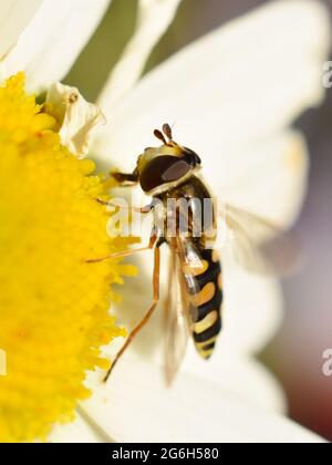 Die Schwebfliege Syrphus ribesii, die sich auf einer Gänseblümchen-Blume ernährt Stockfoto