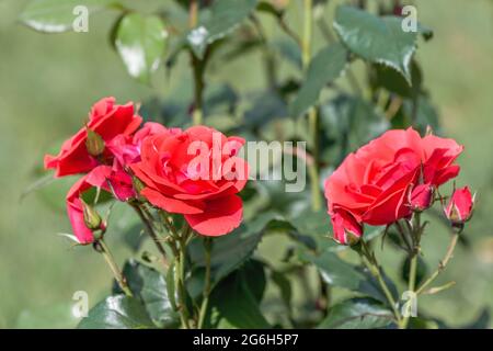 Rose English Hell Scarlet 'Fire of Prometheus' zeichnen sich durch üppige Blüte, unglaubliche Farbe und Spitzen-Blütenform aus. Stockfoto