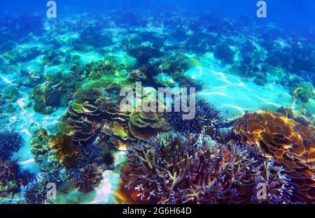 Wunderschönes Korallenriff in Andamanensee, Nyaung Oo Phee Insel, Myanmar Stockfoto