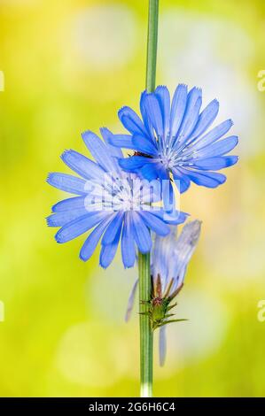 Chicorée Blume auf grünem Hintergrund Makro Stockfoto