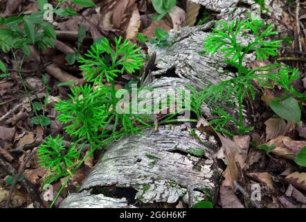 Southern Running Pine ist das häufigste Clubmoos im Nordosten der Vereinigten Staaten. Sie wächst hier in einem östlichen Hemlockwald im Po von Pennsylvania Stockfoto