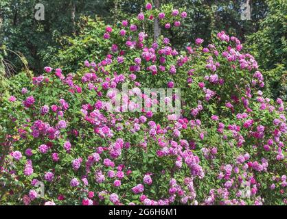 Kletterrose 'Pink Mushimara' - große Blüten, halbdoppelt, bestehen aus 17-25 Blütenblättern. Sie werden in den Bürsten von 2-3 Stücken gesammelt. Stockfoto