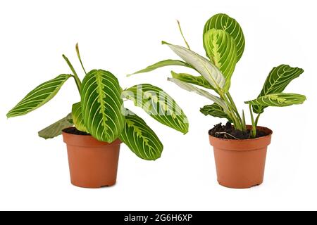 Vergleich von erhöhten und abgesenkten Blättern bei Tag und Nacht der Gebetspflanze 'Maranta Leuconeura Lemon Lime' auf weißem Hintergrund Stockfoto