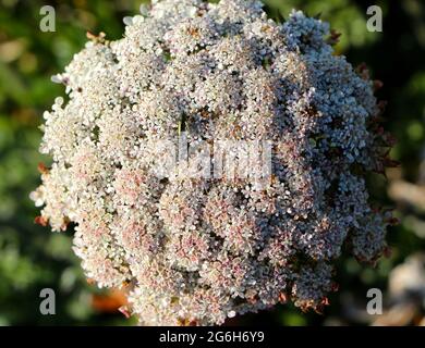 Nahaufnahme einer Daucus-Karota oder einer Wilden Karottenblume mit dem sich paarenden Malachius bipustulatus? Weiche geflügelte Blumenkäfer Stockfoto