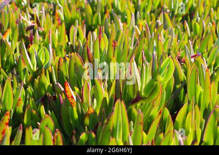 Sally-my-some Pflanze (Carpobrotus acinaciformis) auch bekannt als eine Mottentot-Feige-Ringelblume, Riesenschwein, MeeresfIG oder Sour-Feige vor der Blüte Stockfoto
