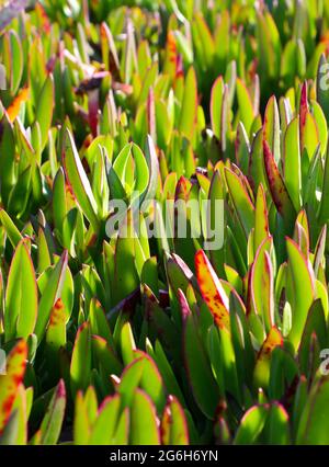 Sally-my-some Pflanze (Carpobrotus acinaciformis) auch bekannt als eine Mottentot-Feige-Ringelblume, Riesenschwein, MeeresfIG oder Sour-Feige vor der Blüte Stockfoto