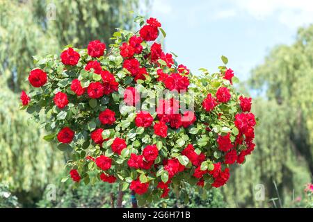 Standard Rose 'Halloween' - die Knospe ist in einer leuchtend violett-roten Farbe gestrichen, die eine wahnsinnig schöne offene schalenförmige Form hat. Stockfoto