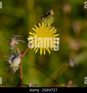 Gelbe Löwinenblume Taraxacum officinale Stockfoto