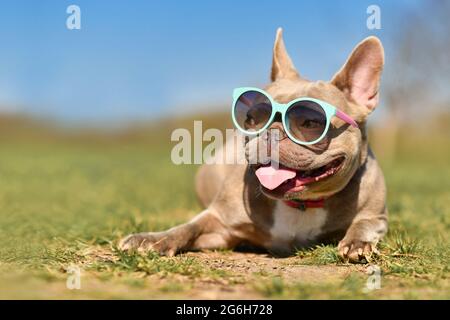 Süßer Flieder französischer Bulldogge, der im Sommer an heißen Tagen blaue Sonnenbrillen trägt, mit Platz für Kopien Stockfoto