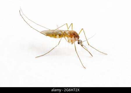 Gefährlicher Zika-infizierter Moskito an der Weißen Wand. Leishmaniose, Encephalitis, Gelbfieber, Dengue, Malaria, Mayaro oder Zika Virus Infektiöses Cu Stockfoto