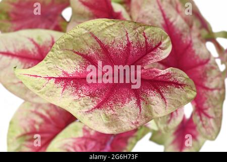 Nahaufnahme eines rosafarbenen Blattes exotischer „Caladium Lemon Blush“-Zimmerpflanze auf weißem Hintergrund Stockfoto