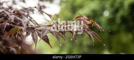 Regentropfen hängen zart an den burgunderroten Blättern eines japanischen Ahornbaums und schaffen eine ruhige und frische Outdoor-Szene. Stockfoto