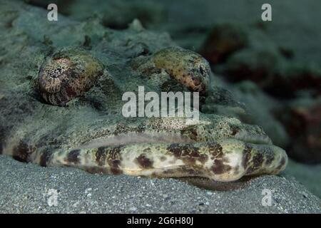 Porträt des Krokodilfisches (Cymbacefal beauforti). Unterwasserwelt des Korallenriffs in der Nähe der Makadi Bay, Hurghada, Ägypten Stockfoto