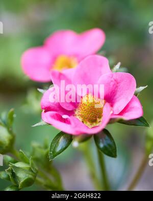 Erdbeerpflanze mit rosa Blume, Nahaufnahme Makrodetails. Geringe Schärfentiefe. Stockfoto
