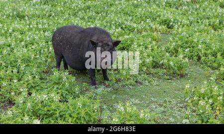 Ein Schwein mit Topfbauchen im grünen Gras auf einem Bauernhof Stockfoto