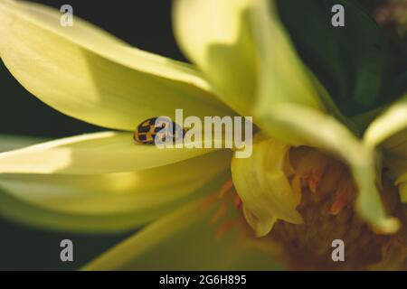 Gelber Marienkäfer mit Rückenflecken auf gelbem Dahlia-Blütenblatt. Schwarzer Hintergrund. Insekt auf Blume Stockfoto