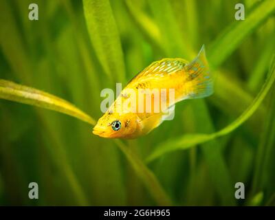 Ballon molly (Poecilia latipinna) isoliert in einem Aquarium mit verschwommenem Hintergrund Stockfoto