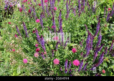 Rosa und lila Blüten im Garten Stockfoto