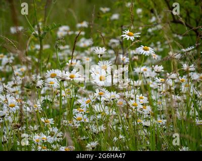 Ochsenaugen-Gänseblümchen auf einer Wildblumenwiese in St. Albans.Leucanthemum vulgare. Stockfoto