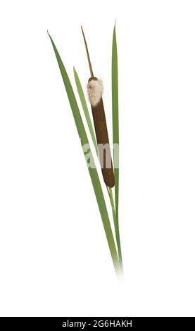 Typha latifolia. Reife Blütenspitze von Typha latifolia. Rohrkrügel Stockfoto