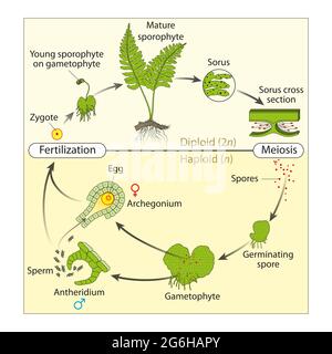 Lebenszyklus eines Farns der Lebenszyklus des Farns hat zwei verschiedene Stufen: Sporophyt, der Sporen freisetzt, und Gametophyt, der Gameten freisetzt Stockfoto