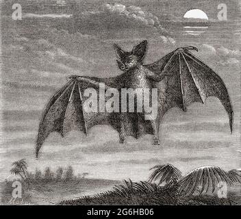 Die spektrale Fledermaus (Vampyrum Spectrum), auch als die große falsche Vampirfledermaus oder Linnäus falsche Vampirfledermaus. Aus dem Universum oder, das unendlich große und das unendlich kleine, veröffentlicht 1882. Stockfoto