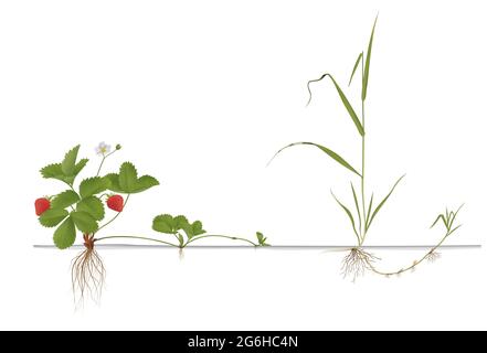 Unterschiede Vermehrung von Erdbeeren, Quackgrass und Tulpe Stockfoto
