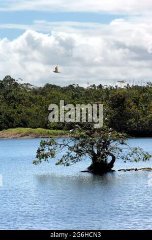 Ein Baum, umgeben von Wasser, ist der gewählte Nistplatz für eine Schar weißer Reiher auf der Big Island von Hawaii. Stockfoto