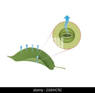 Transpiration der Anlage Stockfoto