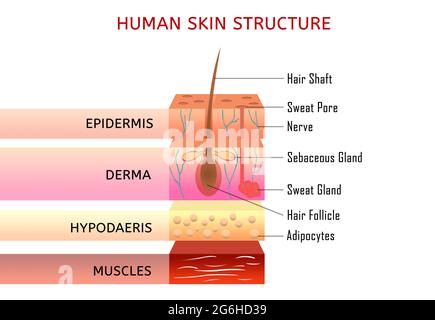 Illustration der menschlichen Haut mit verschiedenen Abschnitten und Namen jeder einzelnen Komponente. Stockfoto