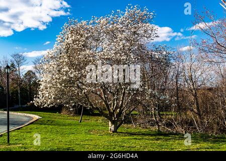 Schöner Baum, der zu Beginn des Frühlings blühen wird Stockfoto