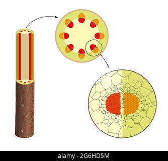 Schnittquerschnitt des Pflanzenstamms. Xylem, Phloem Stockfoto