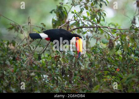 Ein Toco-Toucan (Ramphastos toco), der in einem brasilianischen Wald Früchte isst Stockfoto