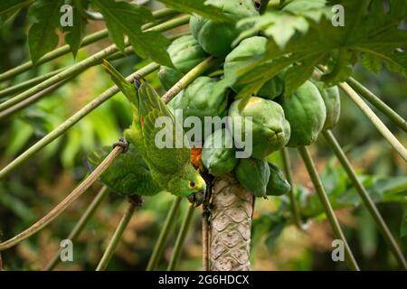 Ein Papagei mit blauer Front (Amazona aestiva), der auf einem Papaya-Baum isst Stockfoto