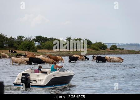 Schaprode, Deutschland. Juni 2021. Ein Motorboot passiert eine Herde Kühe. Die Kühe, die im Wasser des Boddens stehen, trinken. Quelle: Stephan Schulz/dpa-Zentralbild/ZB/dpa/Alamy Live News Stockfoto