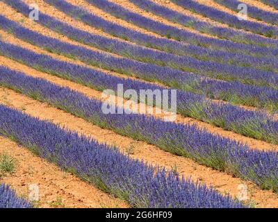 Feld mit Reihen von Lavendel in Blüte bereit für die Ernte Stockfoto