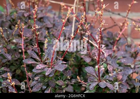 Befall der Berberberlaphid (Liosomaphis berberidis) an jungen Triebe von Berberis thunbergii var atropurpureum, Berkshire, Juni Stockfoto